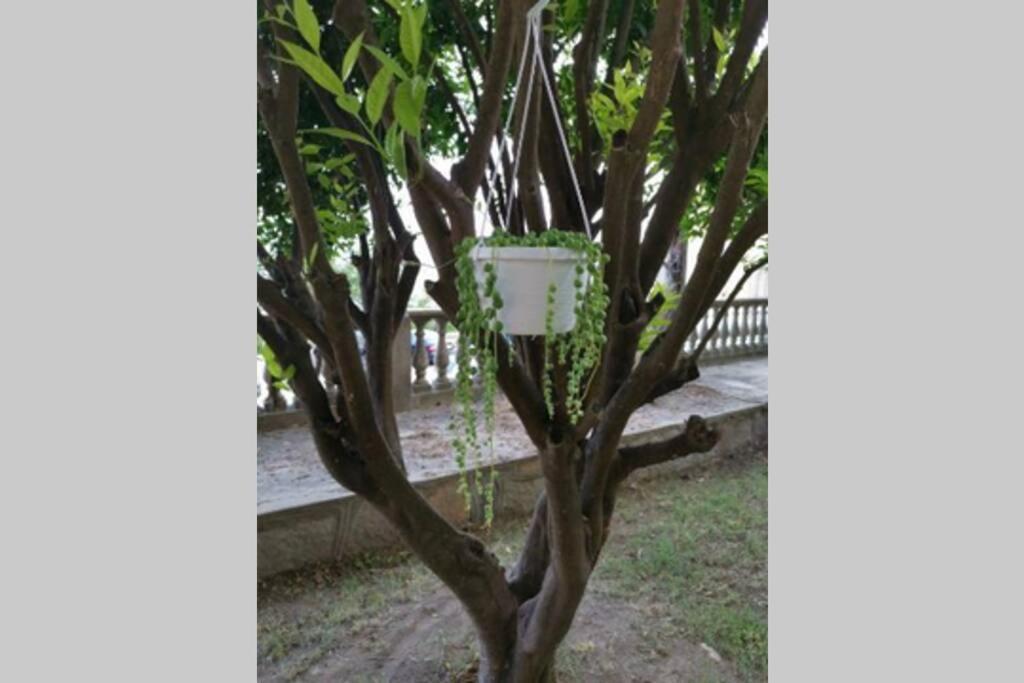 Appartement De Charme A Olmeto أولميتو المظهر الخارجي الصورة